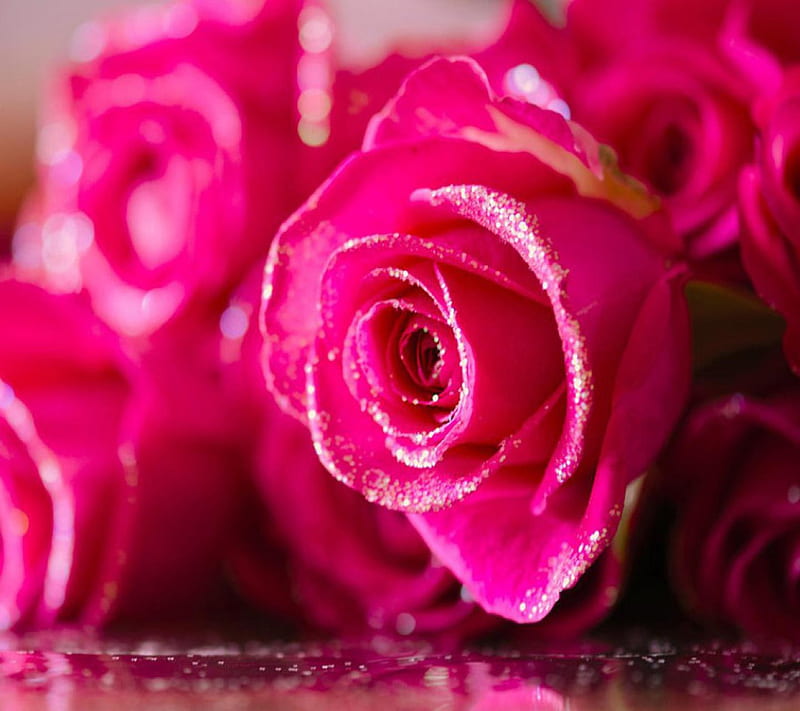 Roses, HD wallpaper | Peakpx