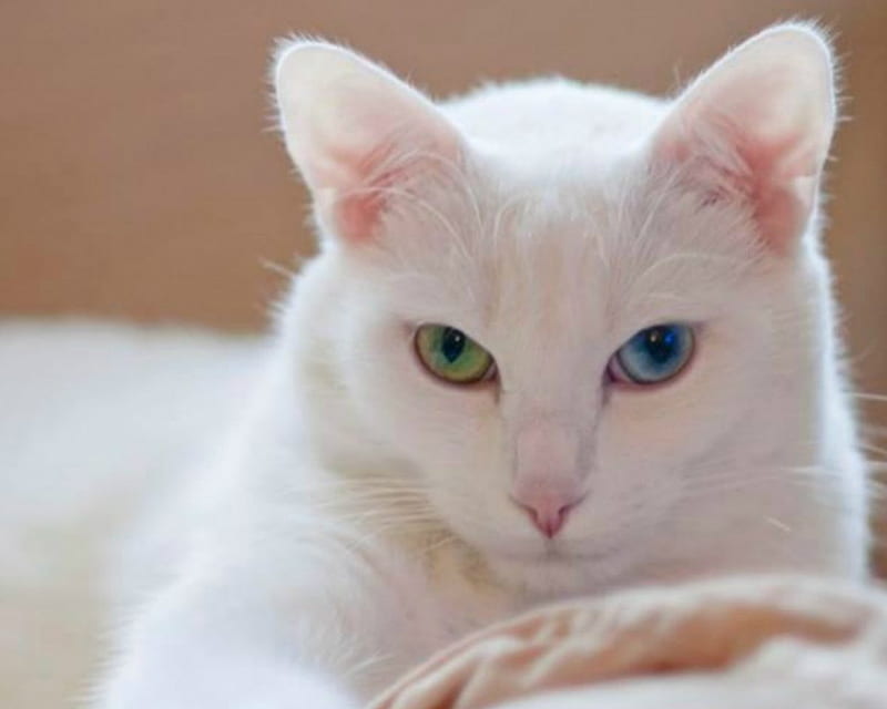 White Cat, cute, look, cat, animal, HD wallpaper | Peakpx