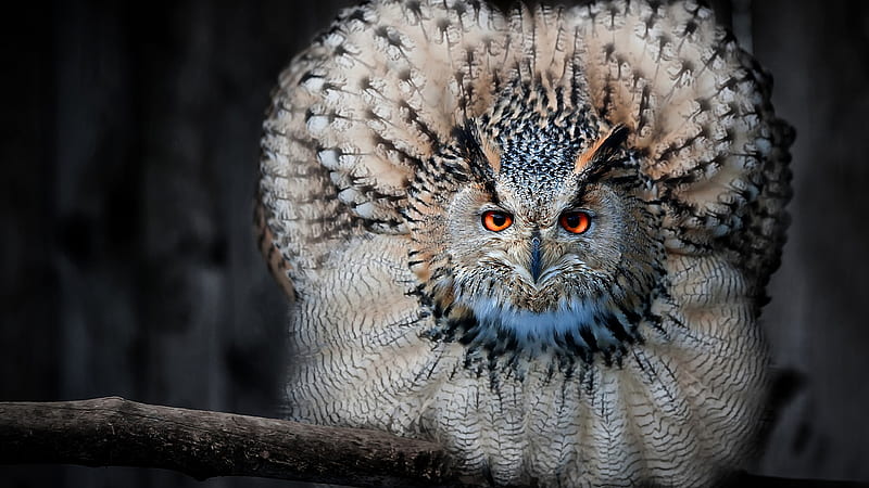 Owl With Open Wings On Tree Branch Owl, HD wallpaper