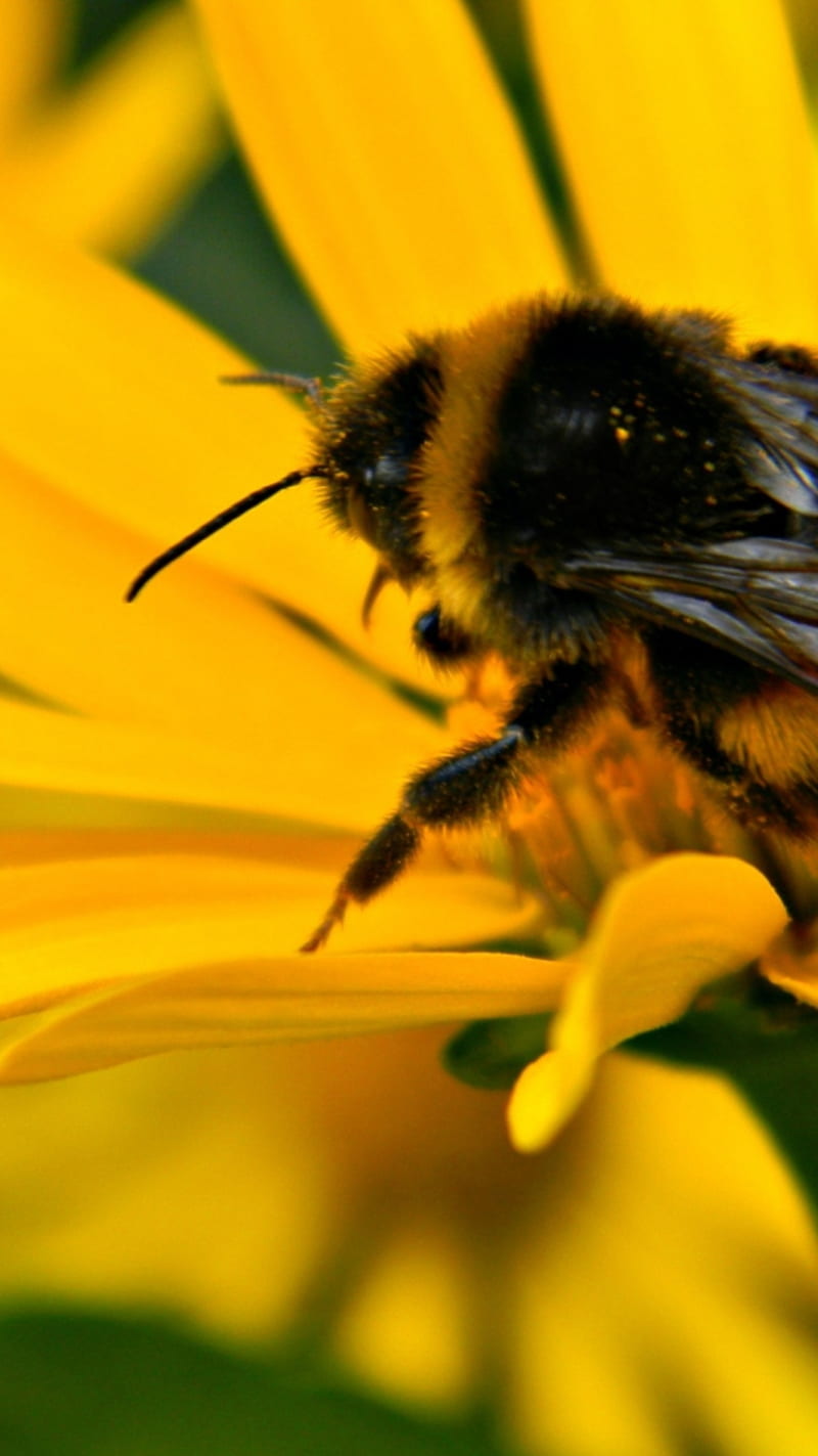 Bee, amazing, bonito, flower, flowers, green, nature, yellow, HD phone wallpaper
