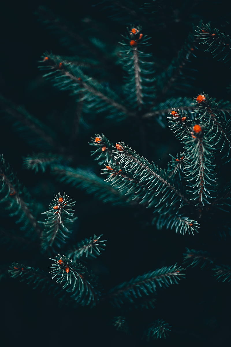 spruce spines, macro, blurry, Nature, HD phone wallpaper