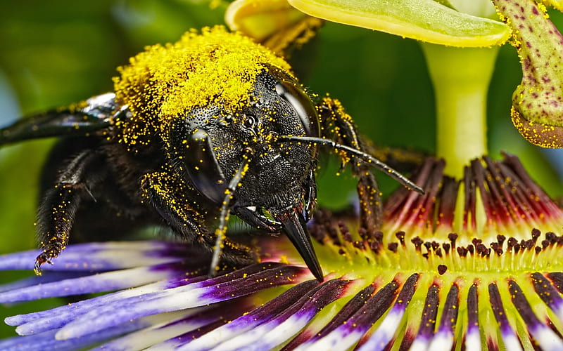 Bee, flower, nature, pollen, animal, HD wallpaper