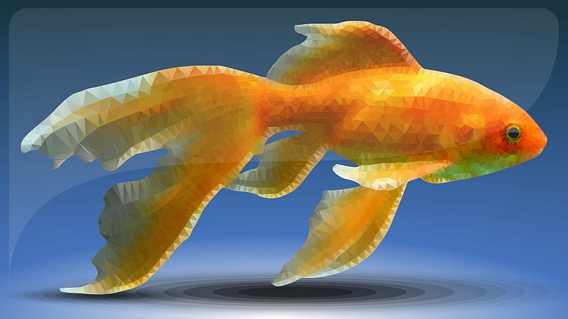 Animal, Goldfish, Fish, HD wallpaper