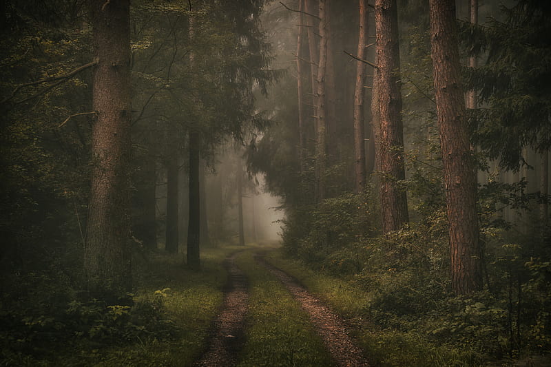 Man Made, Path, Fog, Forest, Road, Tree, HD wallpaper