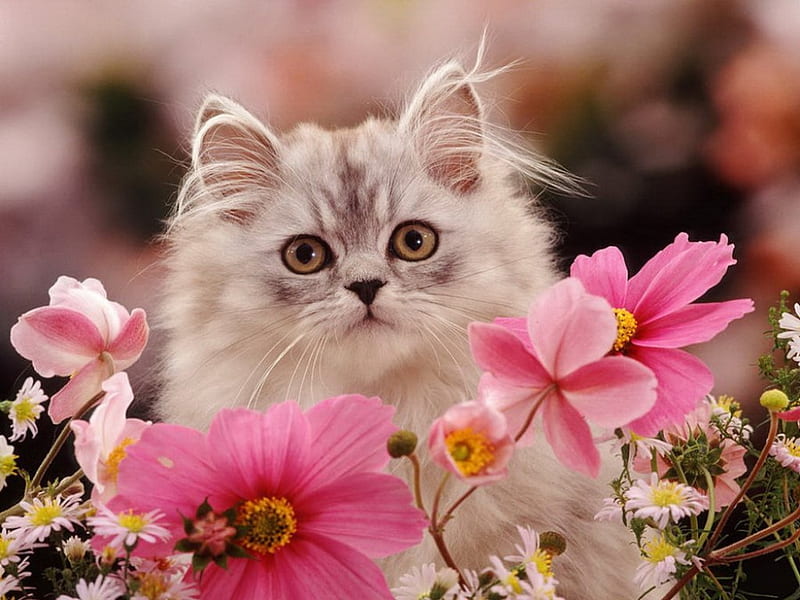Silver tabby persian kitten, lovely, fluffy, kitty, tabby, adorable, spring, cat, silver, freshness, sweet, cute, summer, flowers, beauty, garden, kitten, HD wallpaper