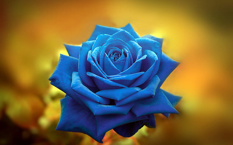 blue rose, bokeh, blue flowers, close-up, beautiful flowers, macro, blue buds, roses, HD wallpaper