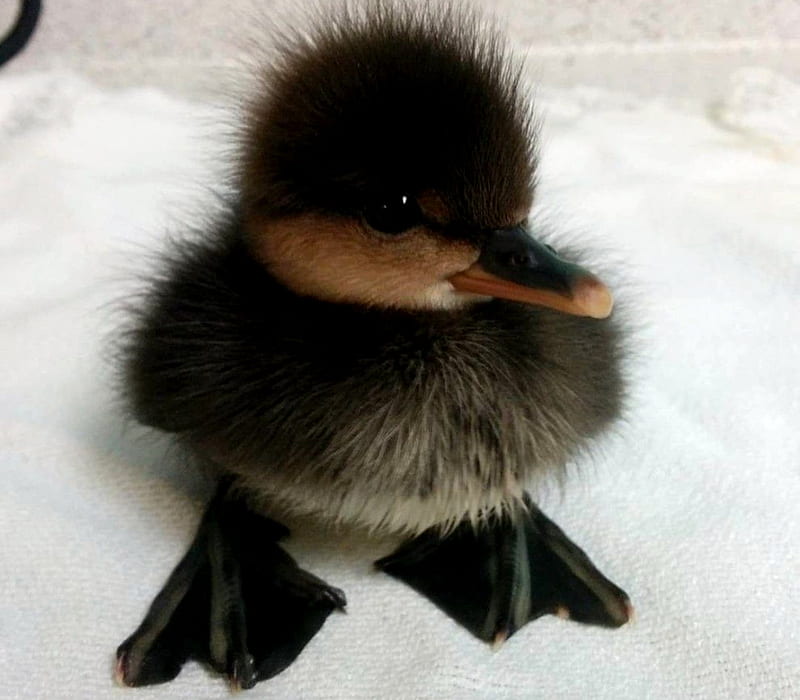 Bundle Of Fluffy Feathers Duckling, Animals, Cute, Baby, Feather, Brown, Duckling, Birdss, HD wallpaper