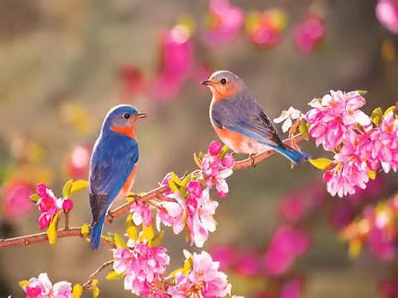 Spring promise, birds, spring, blooms, branch, HD wallpaper