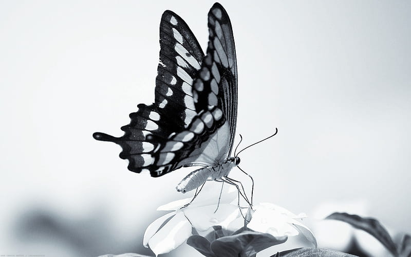 wings in black and white, black and white, flower, butterfly wings, nectar, HD wallpaper