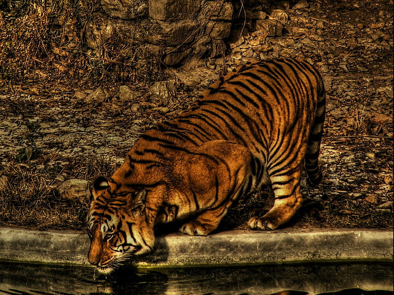 THiRST, tiger, HD wallpaper