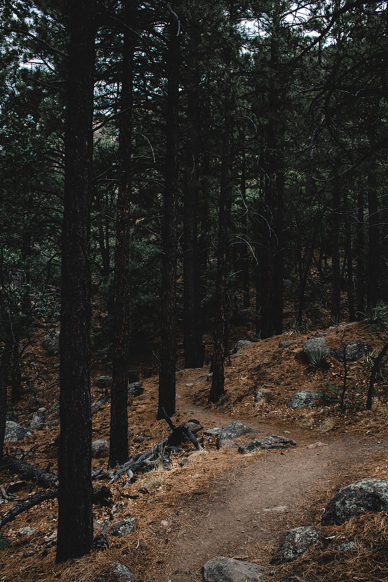 forest, trees, path, slope, stones, HD phone wallpaper