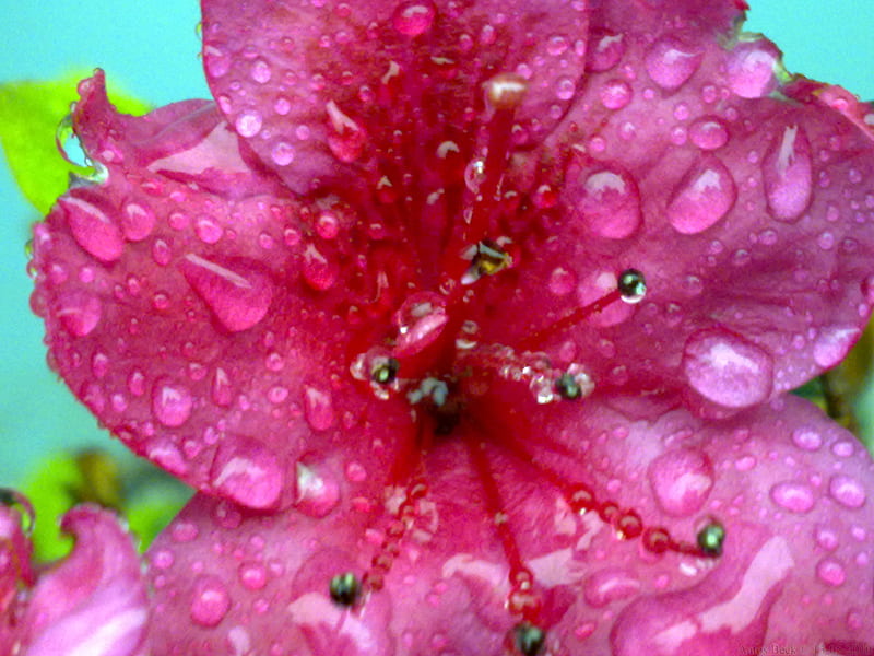 You are the most beautiful flower in the world., flower, summer time, pink, raindrops, HD wallpaper