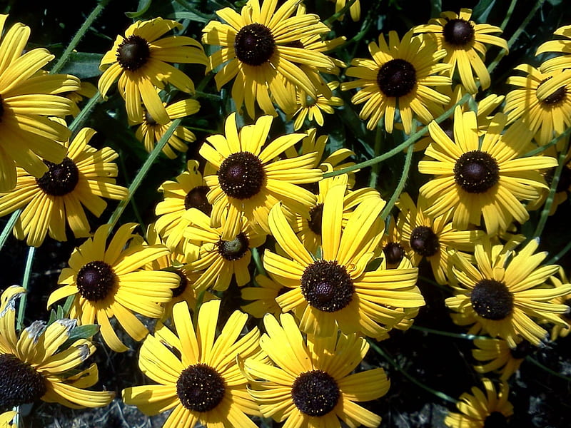 Black Eyed Susan, flower, summer, nice, sunshine, HD wallpaper