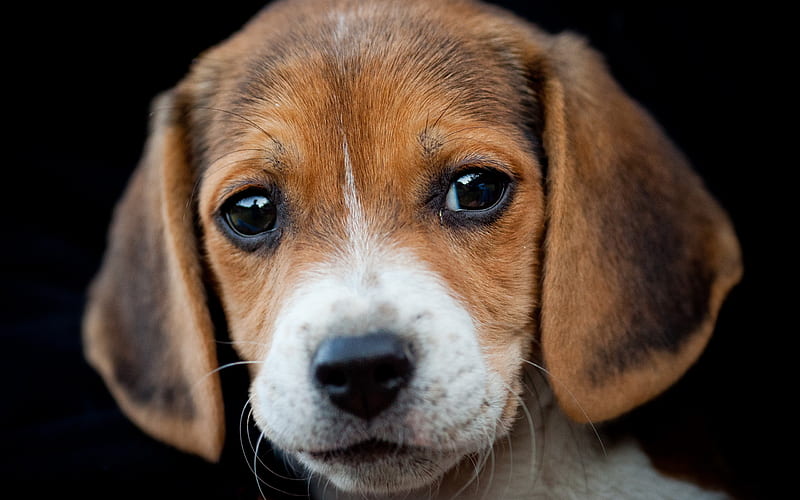 Beagle, close-up, cute dog, pets, dogs, puppy, cute animals, Beagle Dog, HD wallpaper
