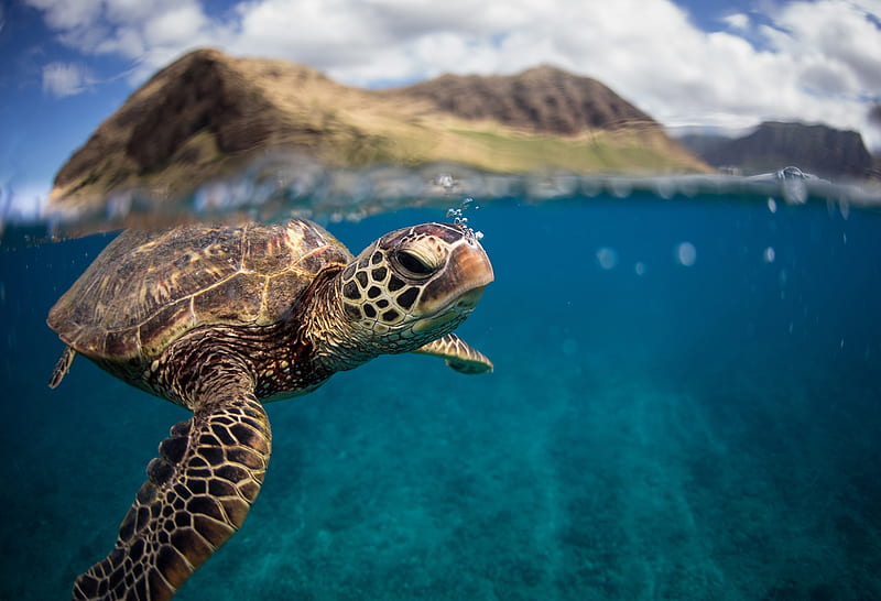 Green sea turtle, Sea floor, Oahu, Bubbles, HD wallpaper