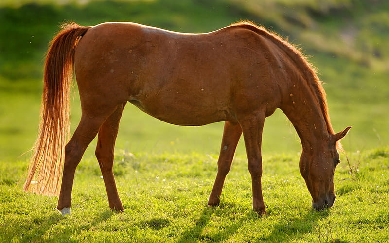 beautiful brown horses