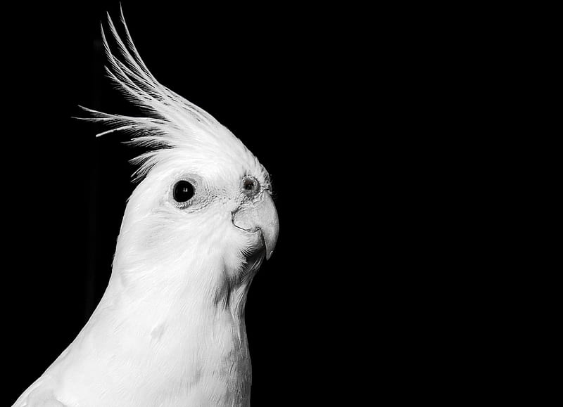 cockatoo, parrot, bird, beak, black and white, HD wallpaper