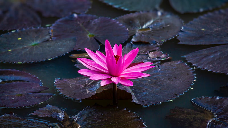 Colourful Lotus Flower HD Wallpaper