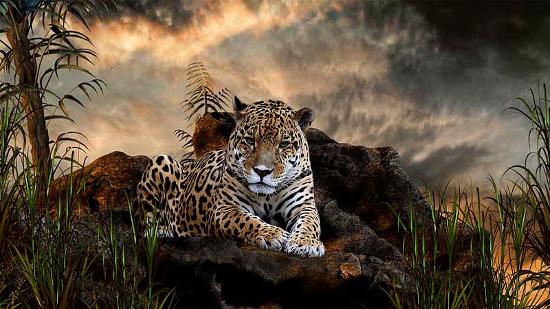 Jaguar, Animal, HD wallpaper | Peakpx