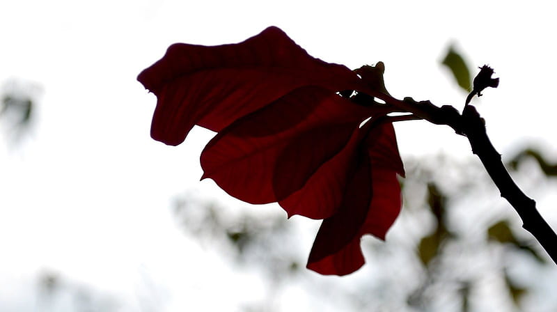 Hoja roja, rojo, naturaleza, hojas, Fondo de pantalla HD | Peakpx