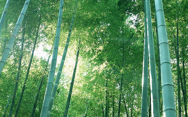 Looking Up the Bamboo, shaped, sun, poles, umbrella, trees, sky, bamboo, leaves, nature, field, landscape, HD wallpaper