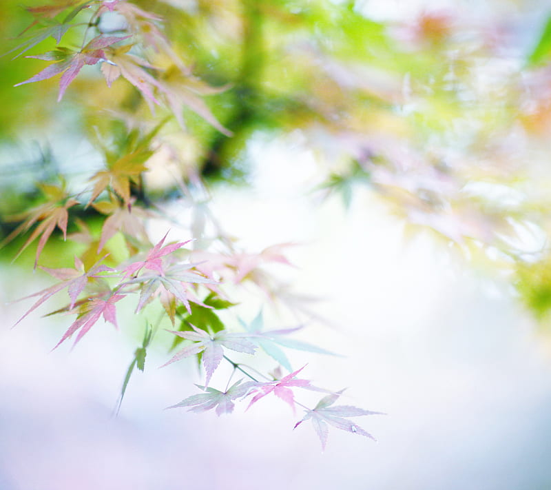 Leaves, soft colors, tiny leaves, HD wallpaper