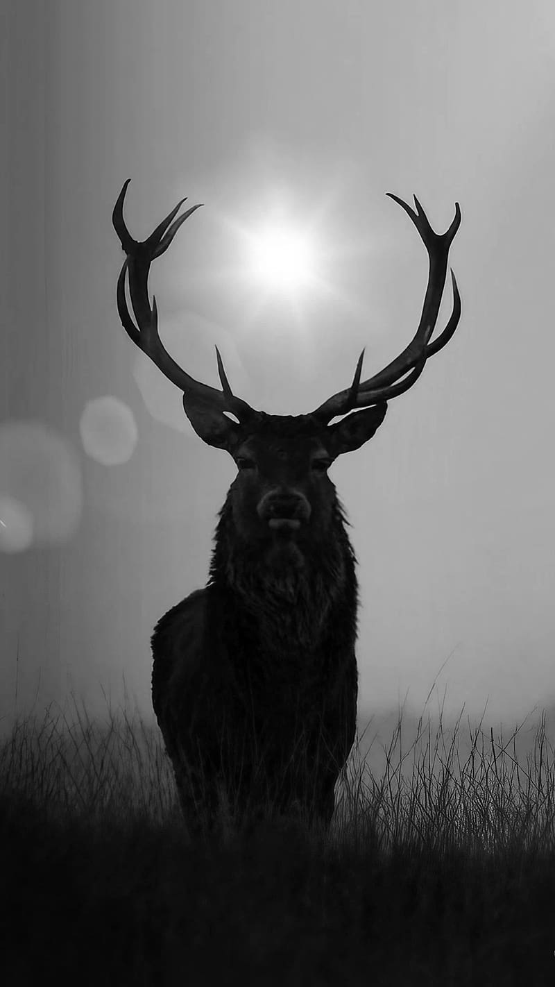 Deer, Dark, animal, HD phone wallpaper | Peakpx