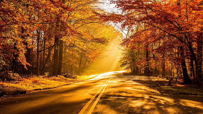 autumn, scenery, fall, road, foliage, sunlight, Nature, HD wallpaper