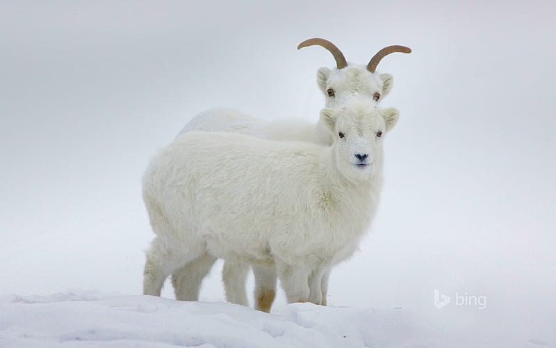 Snow Sheep-Bing, HD wallpaper