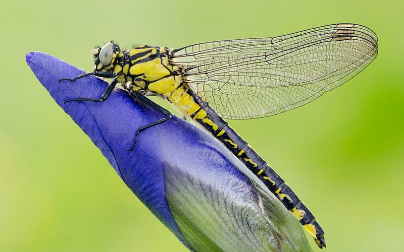 Dragonfly, wings, green, flower, insect, yellow, blue, HD wallpaper