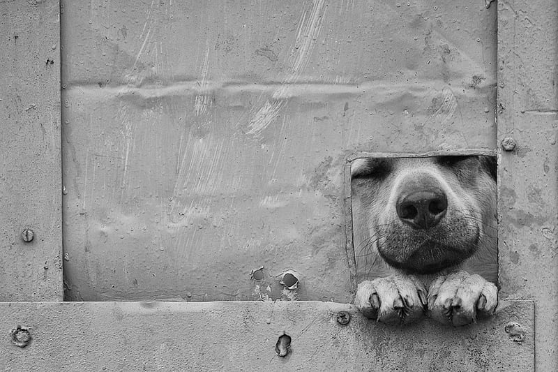 Window on the world, Gate, Black and white, graphy, Dog, HD wallpaper