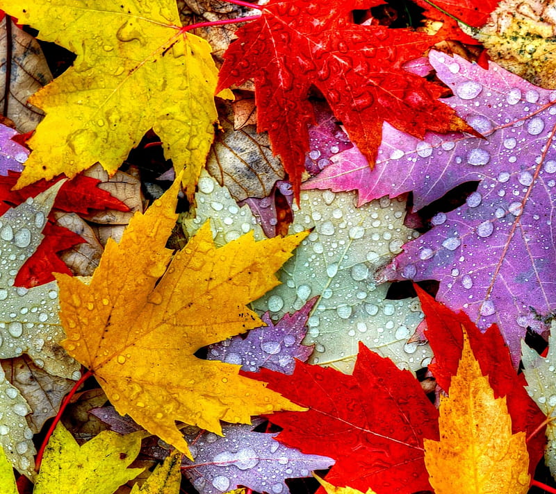 Autumn, gold, leaves, purple, red, yellow, HD wallpaper