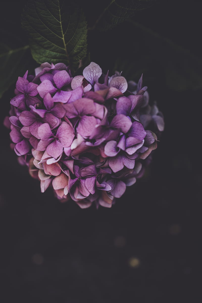 8K free download | cluster of purple flowers, HD phone wallpaper | Peakpx
