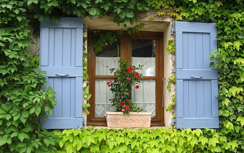 Window in Provence, France, vines, France, house, window, HD wallpaper