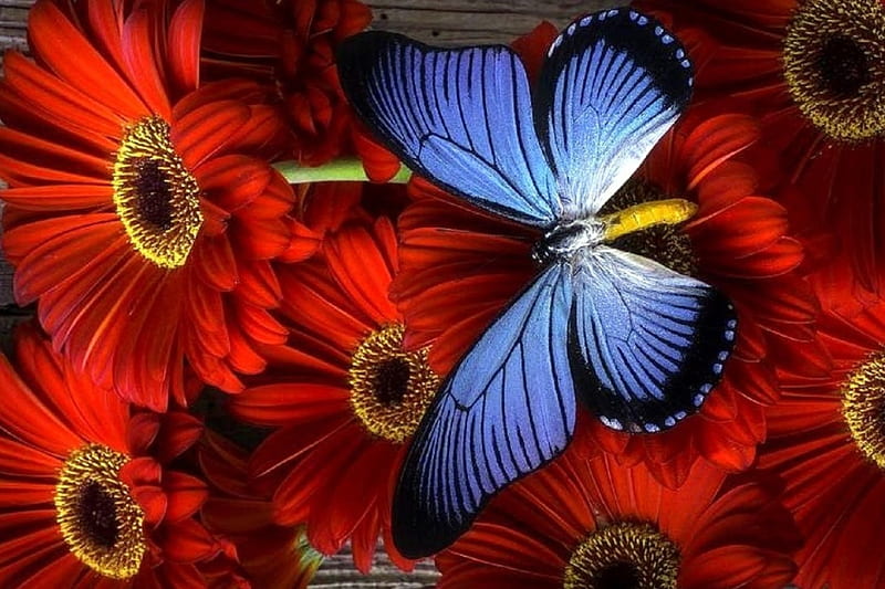 Gerbera y mariposa azul, naturaleza muerta encantadora, grafía, gerbera,  flores, Fondo de pantalla HD | Peakpx