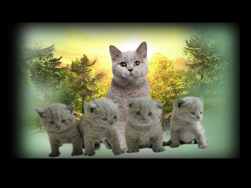 Katzenfamilie, Familie, niedlich, Kitten, grau, HD wallpaper