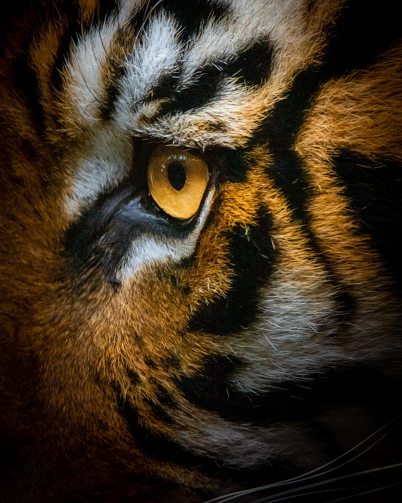 tiger, eye, macro, HD phone wallpaper