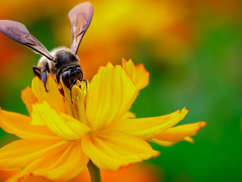 cosmos nectar :D, bee, lunch, visit, plant, yellow, garden, cosmos, nectar, HD wallpaper