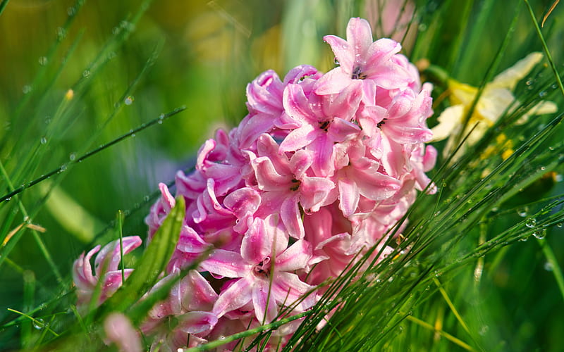 Hyacinth, pink flower, spring flowers, green grass, pink hyacinth, pink spring flowers, HD wallpaper