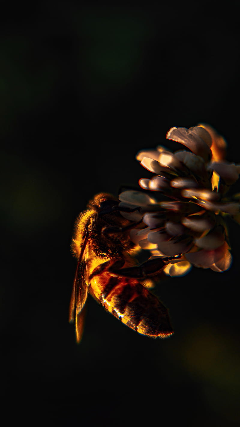 Abeja, insecto, trébol, flor, macro, Fondo de pantalla de teléfono HD |  Peakpx