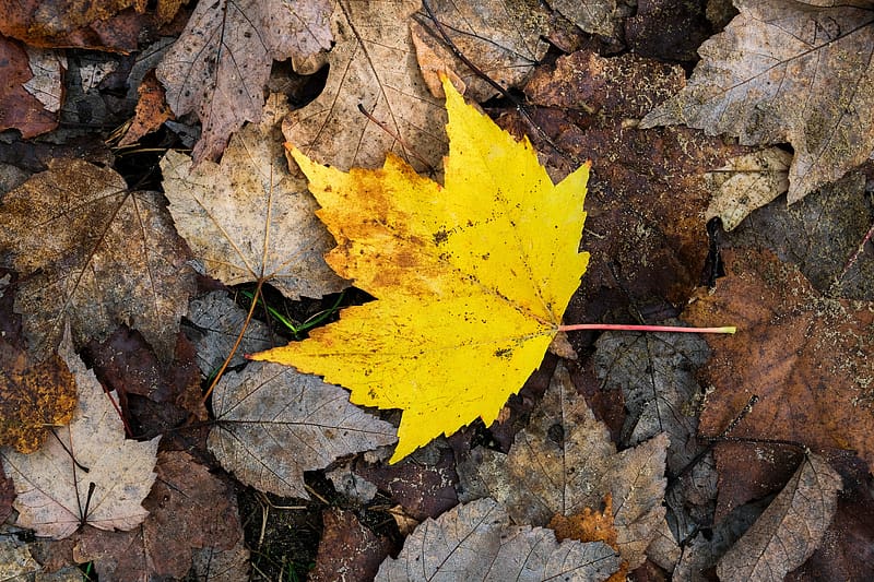maple leaf, leaves, fallen leaves, autumn, macro, HD wallpaper