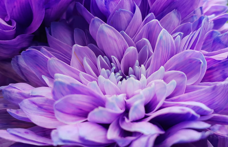Purple Flower, flower, purple, pretty, summer, spring, HD wallpaper