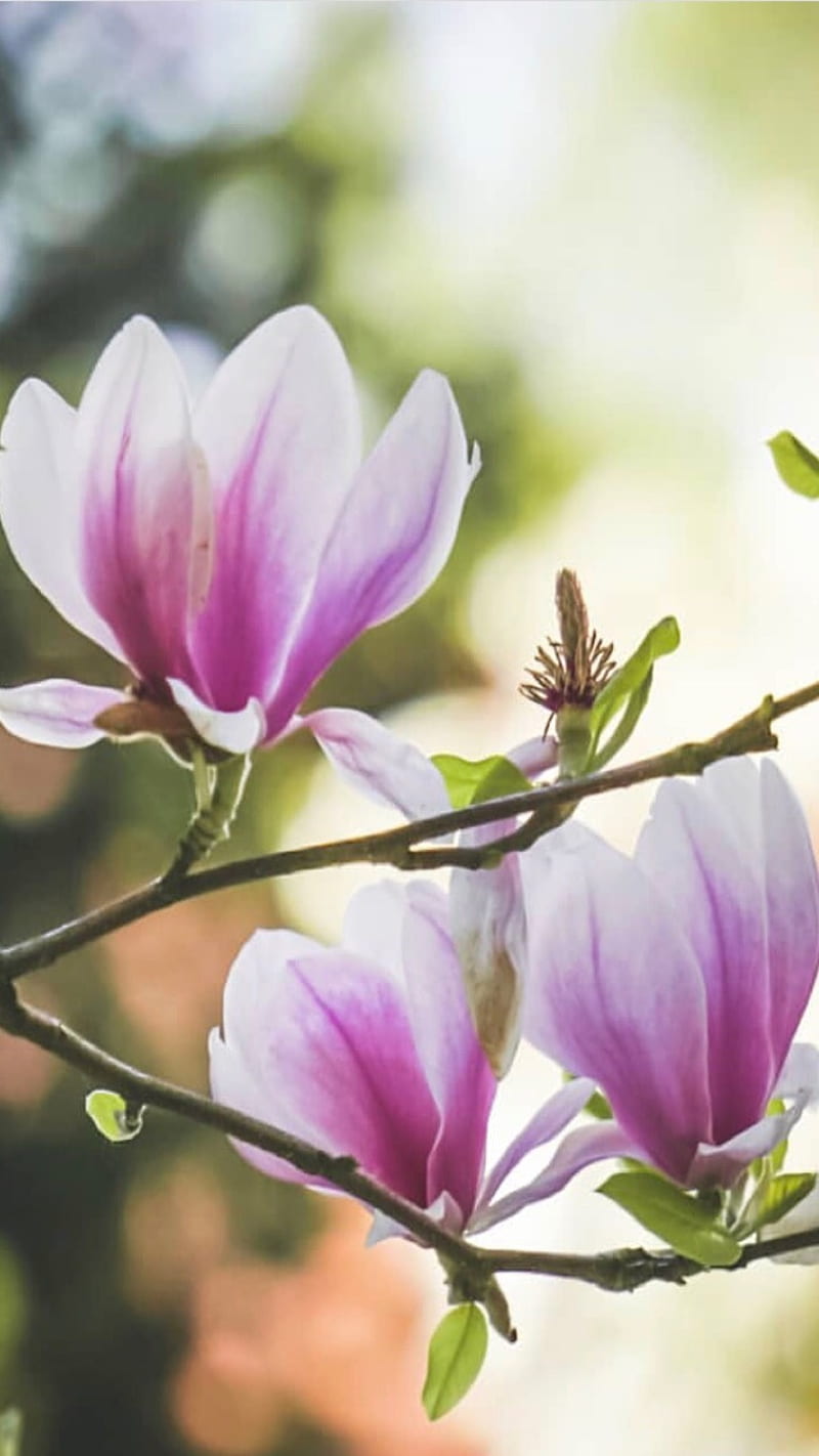 Flor de magnolia, flor, Fondo de pantalla de teléfono HD | Peakpx
