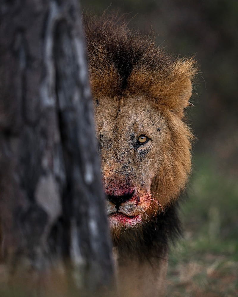 HD wallpaper sher king land lion lions