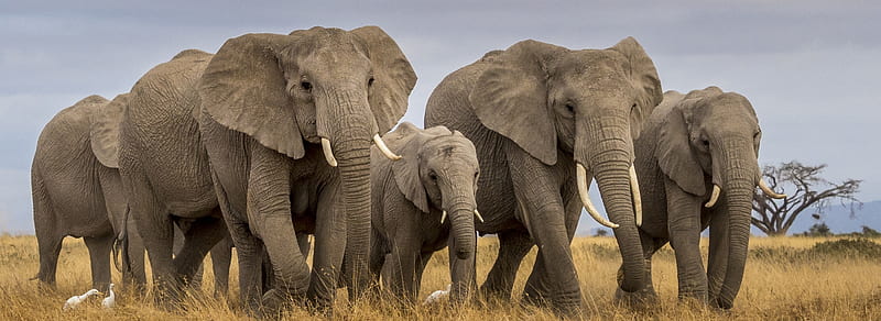 Masai Mara Elephants Ultra, Animals, Wild, Travel, Elephants, Herd,  Samburu, HD wallpaper | Peakpx