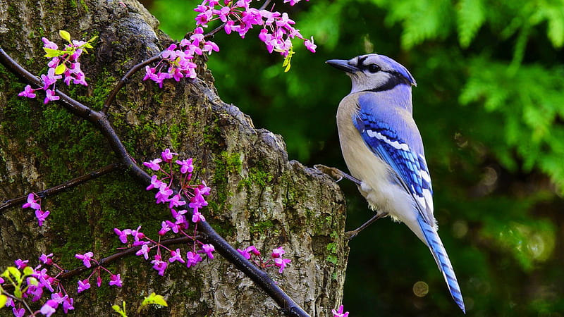 BLUE JAY, flowers, tree, bird, HD wallpaper
