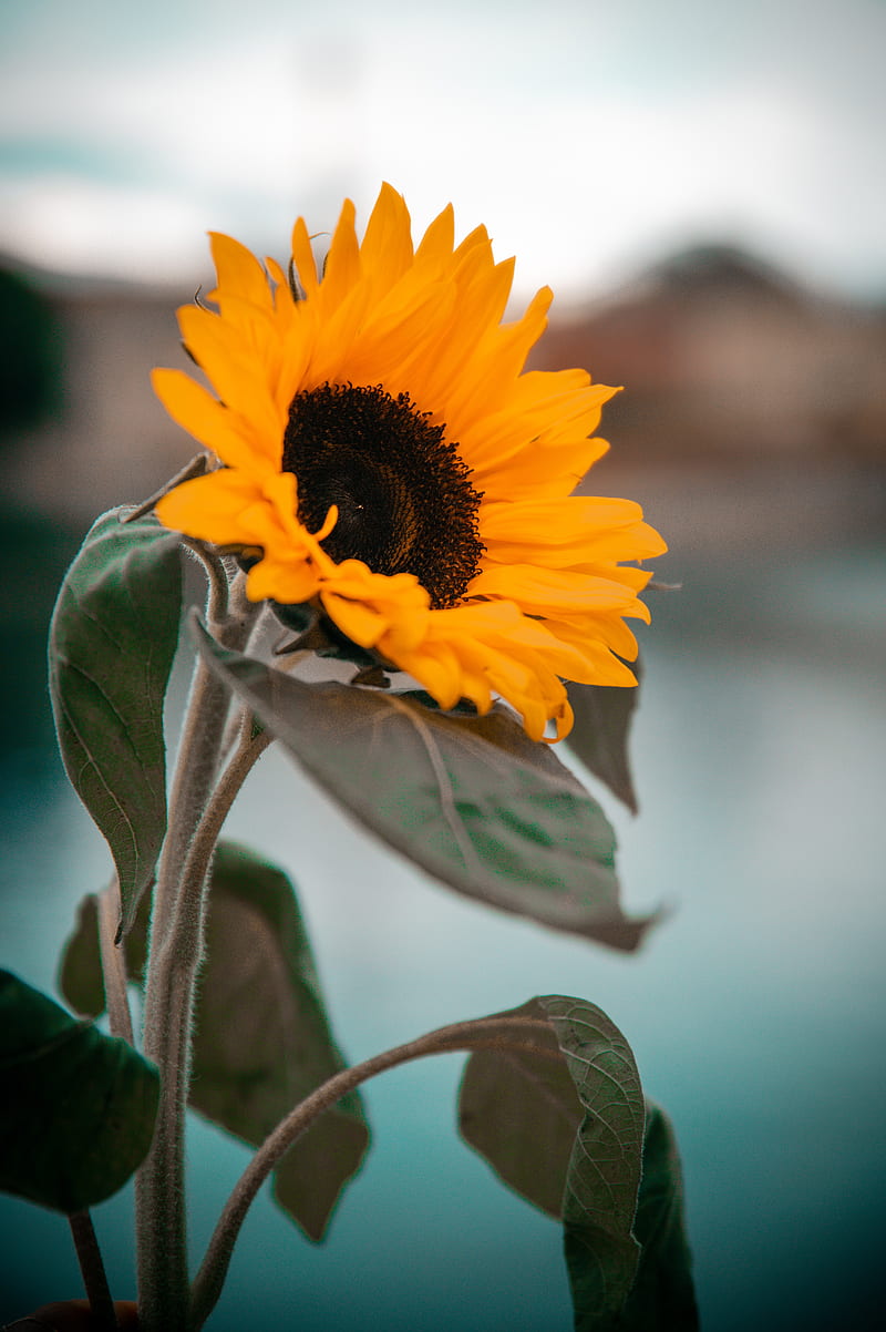 Sunflower, yellow, flower, petals, leaves, HD phone wallpaper | Peakpx