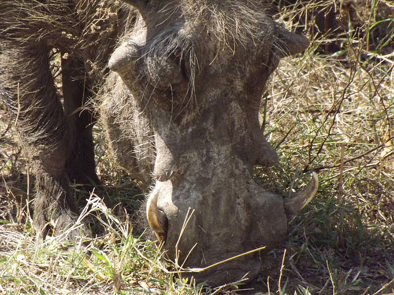 Kruger National Park - Warthog Foraging, Warthog, Kruger National Park, Warthog Eating, Kruger, Warthog at Kruger, Warthog Foraging, HD wallpaper