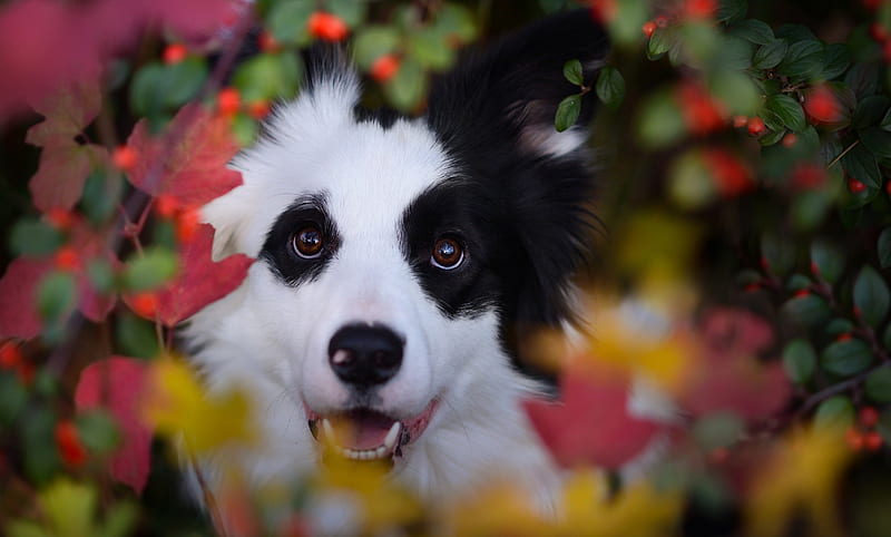 Border collie, red, autumn, caine, black, yellow, leaf, cute, face, white, HD wallpaper