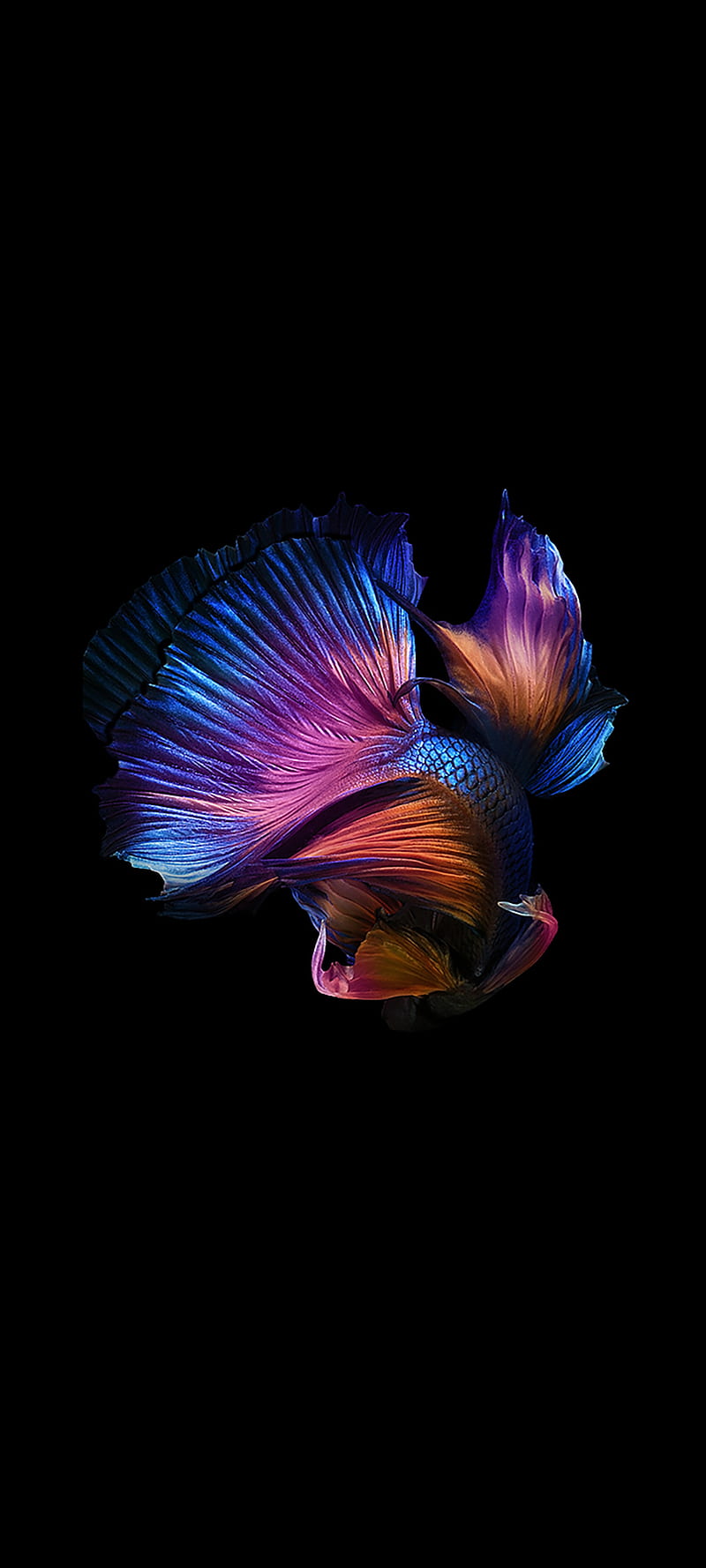 Color, aquarium, fish, HD phone wallpaper | Peakpx